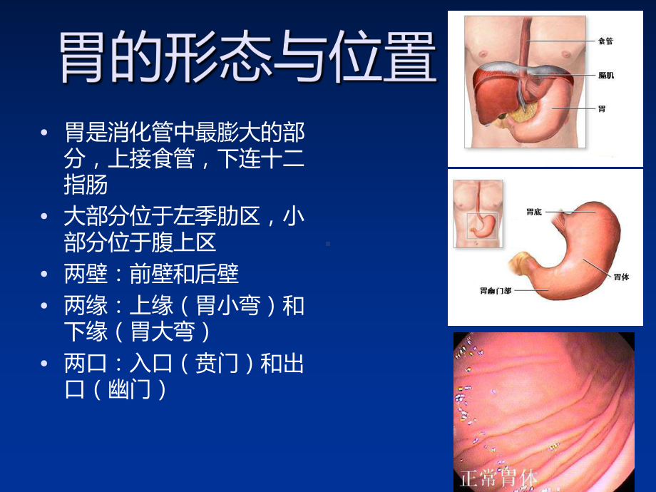 -临床诊断基本技术操作胃液分析术-课件.ppt_第3页