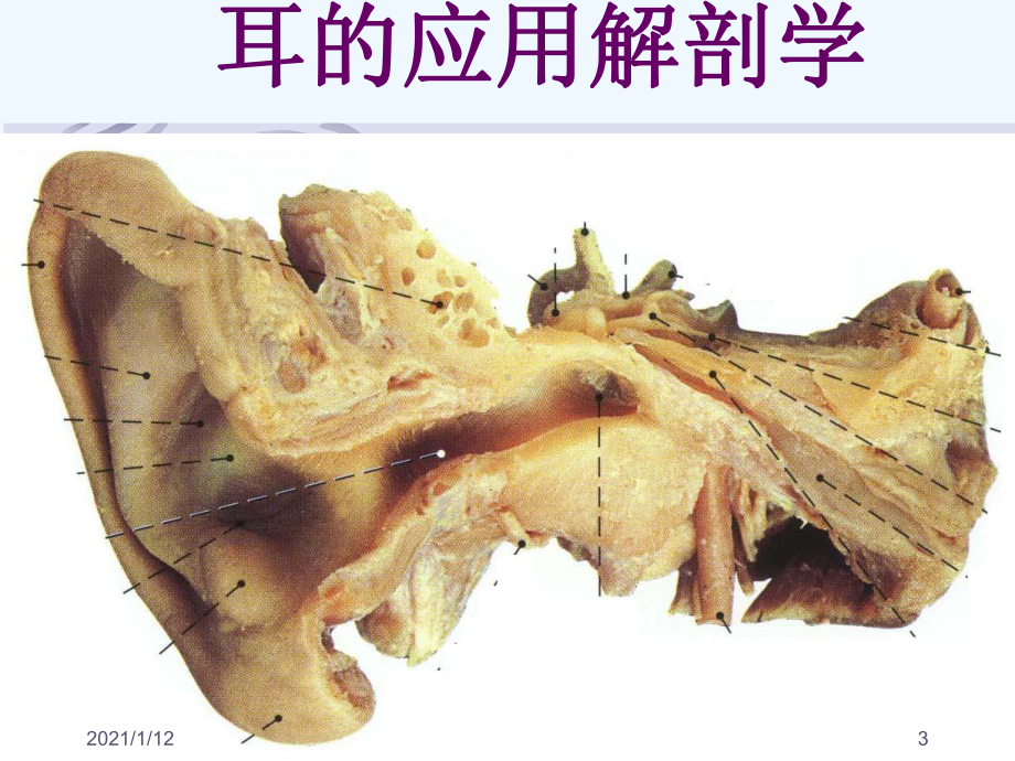 耳的解剖生理教学课件.ppt_第3页