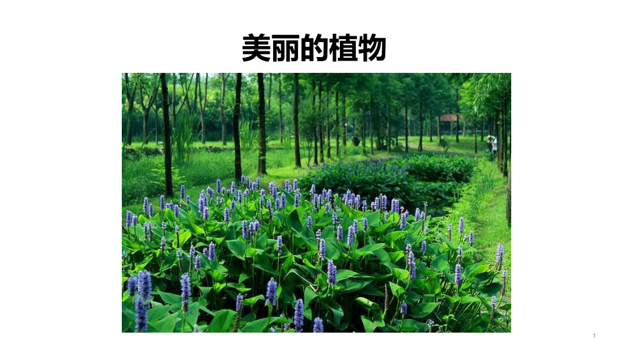 部编教材《植物妈妈有办法》上课教学课件1.pptx_第1页