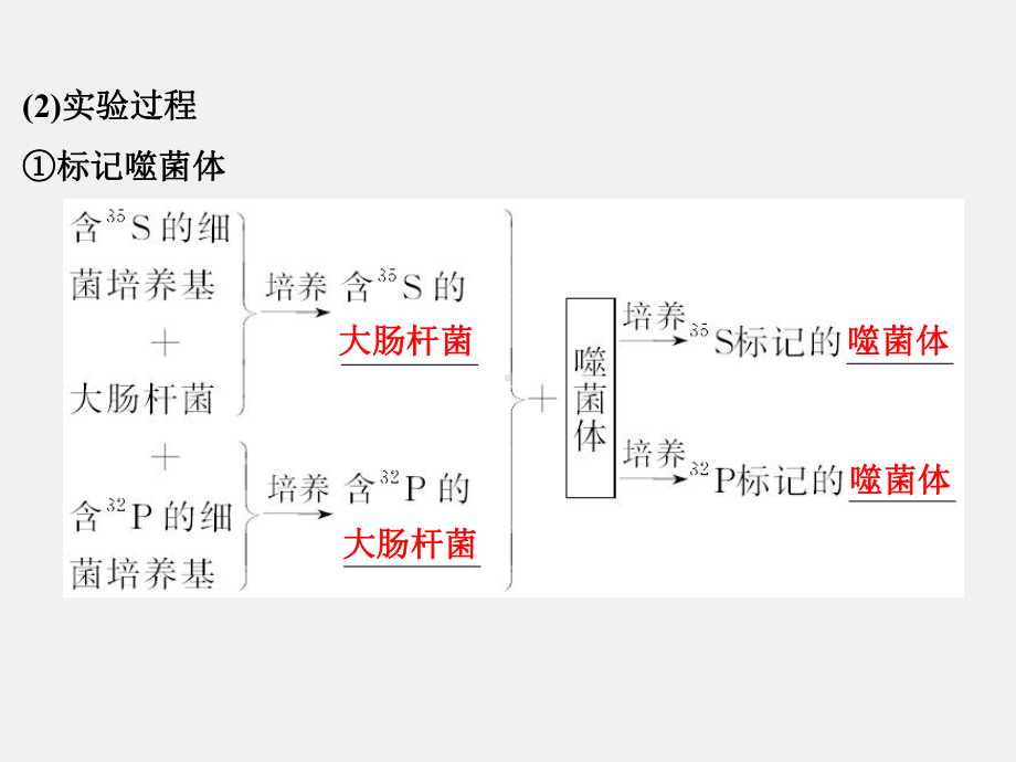 (浙江专用)高考生物-总复习-第四单元-遗传的分子基础-第12讲-核酸是遗传物质的证据课件.ppt_第3页