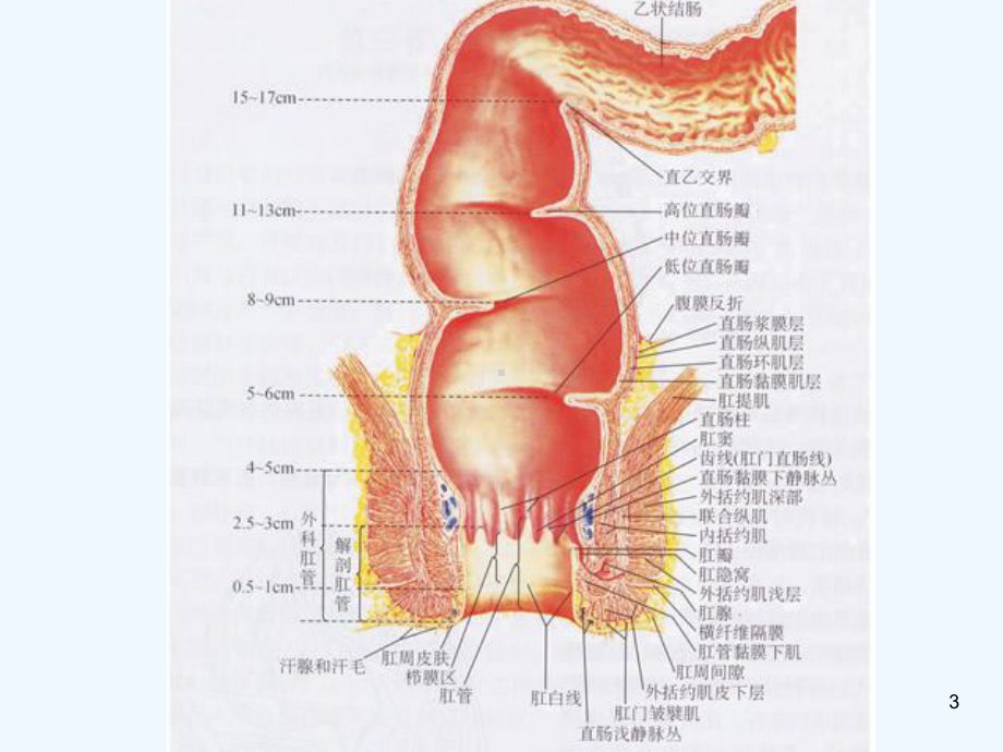 肛肠培训很好的教学课件.ppt_第3页