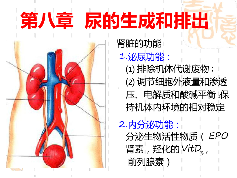 生理尿的生成和排出教学课件.ppt_第1页