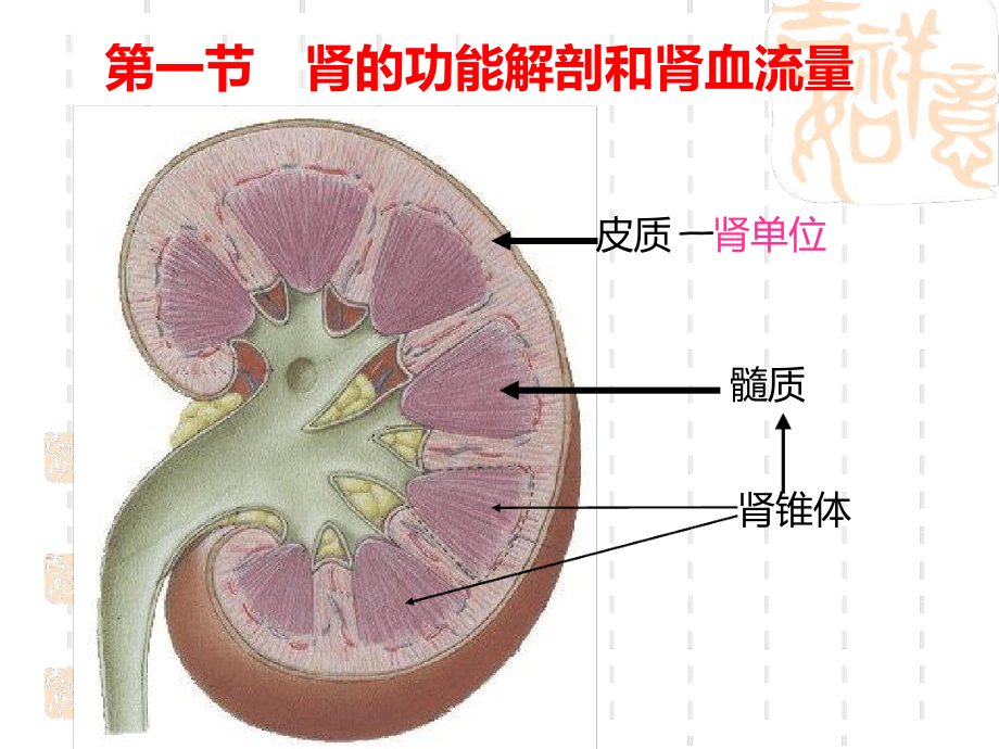 生理尿的生成和排出教学课件.ppt_第3页