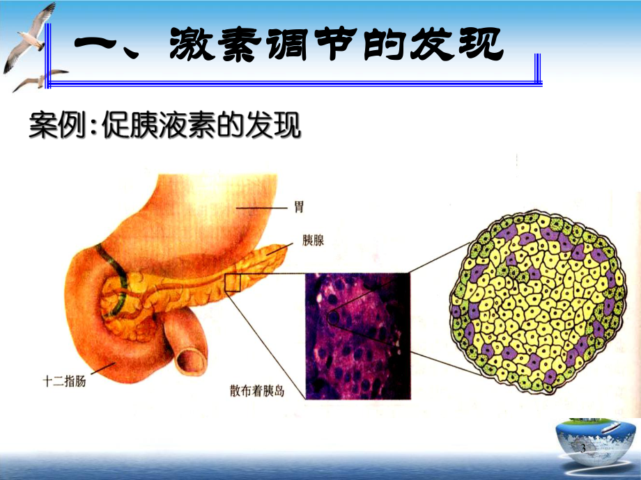 通过激素的调节教学课件人教教学课件.ppt_第3页