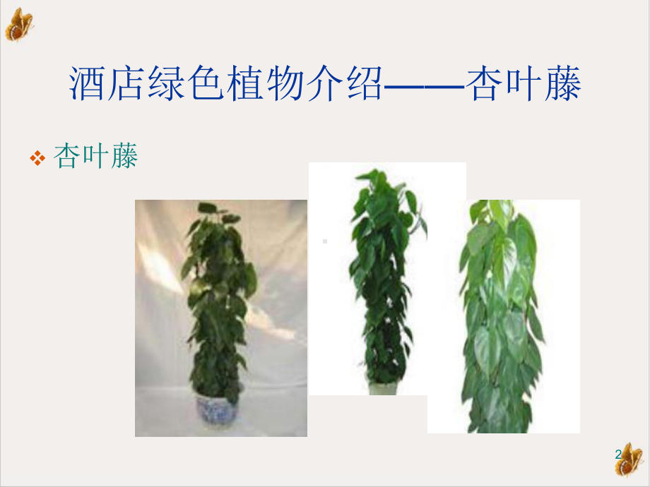 酒店绿色植物的知识介绍教学课件.ppt_第2页