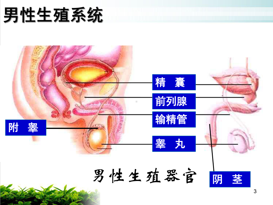 新浙教版七级下册科学第一章复习教学课件.ppt_第3页