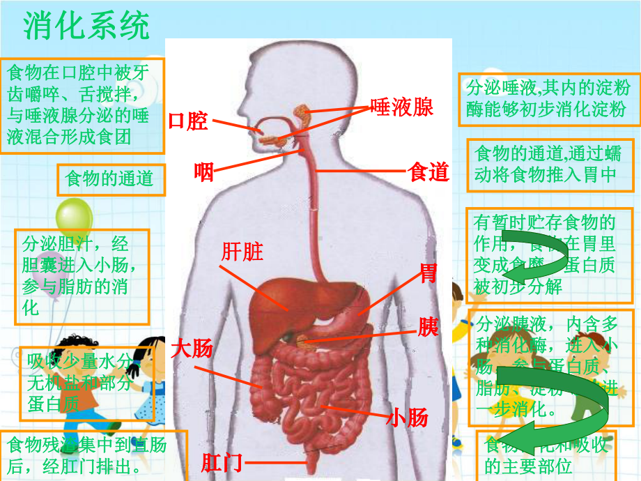 2022年冀教初中生物七下《营养物质的吸收和利用》公开课课件4.ppt_第1页