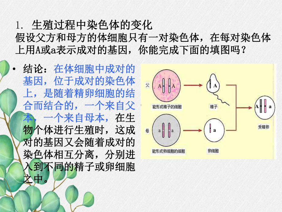 《性别和性别决定》课件-(优秀课获奖)2022年北师大版-2.ppt_第3页