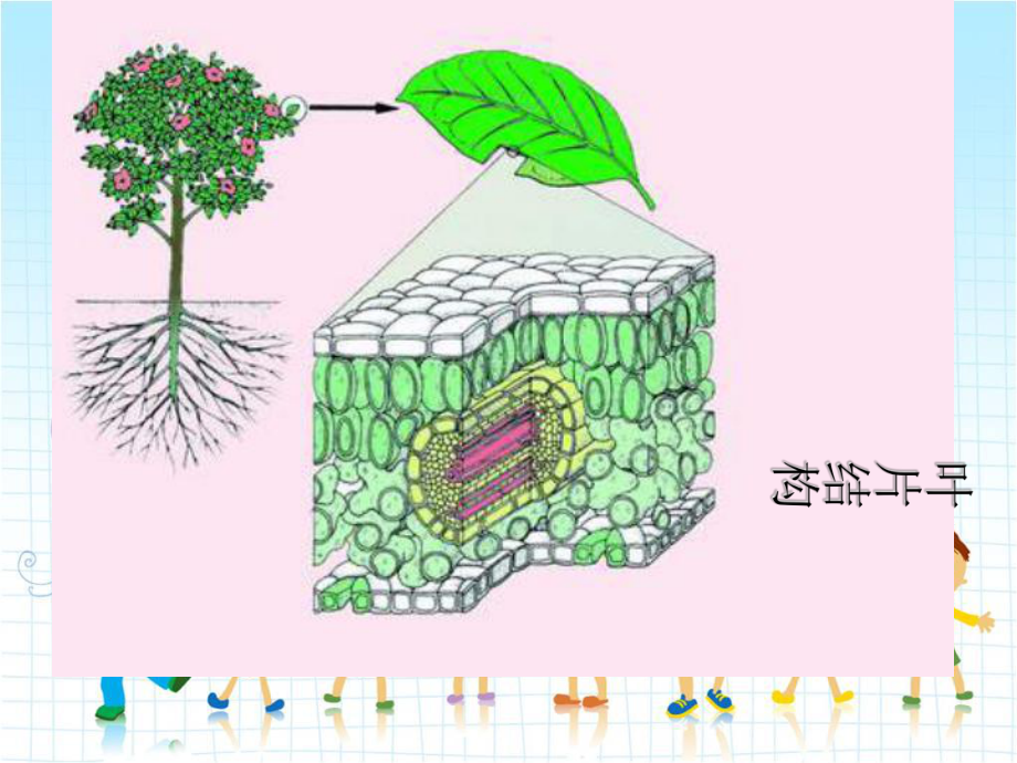 2022年冀教初中生物八上《光合作用的场所》公开课课件5.ppt_第3页