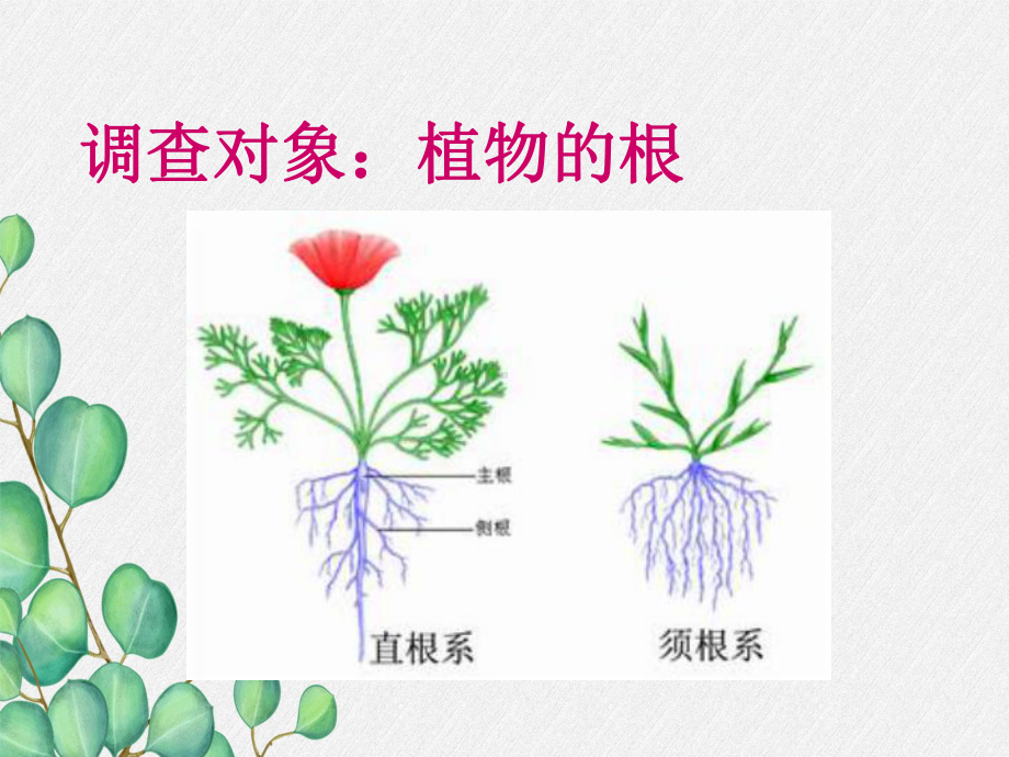 2022年冀教初中生物七上《在实验室里观察植物》公开课课件2.ppt_第1页