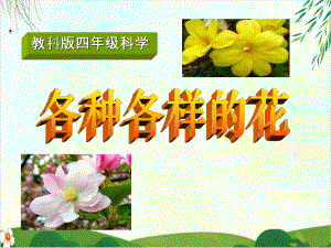 《各种各样的花》课件｜教科版.ppt