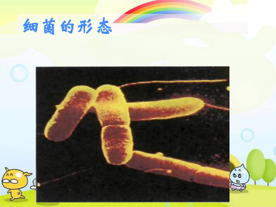 2022年冀教初中生物八上《细菌》公开课课件5.ppt_第1页