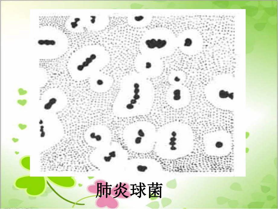 2022年冀教初中生物八上《细菌》公开课课件5.ppt_第3页