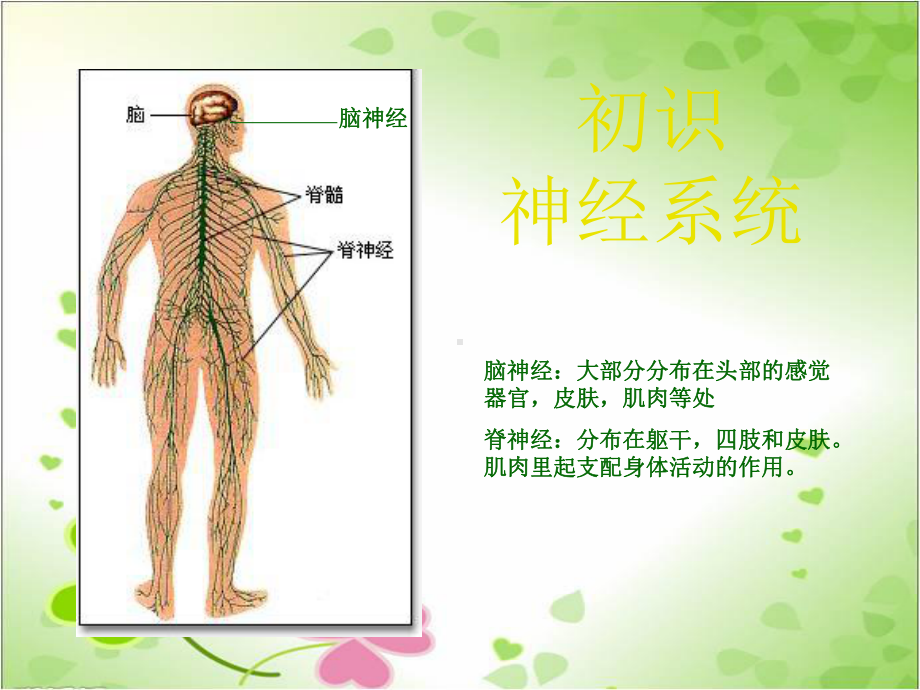 2022年冀教初中生物七下《信息的传递》公开课课件2.ppt_第2页