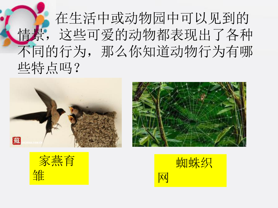 《动物行为的特点》课件.ppt_第3页