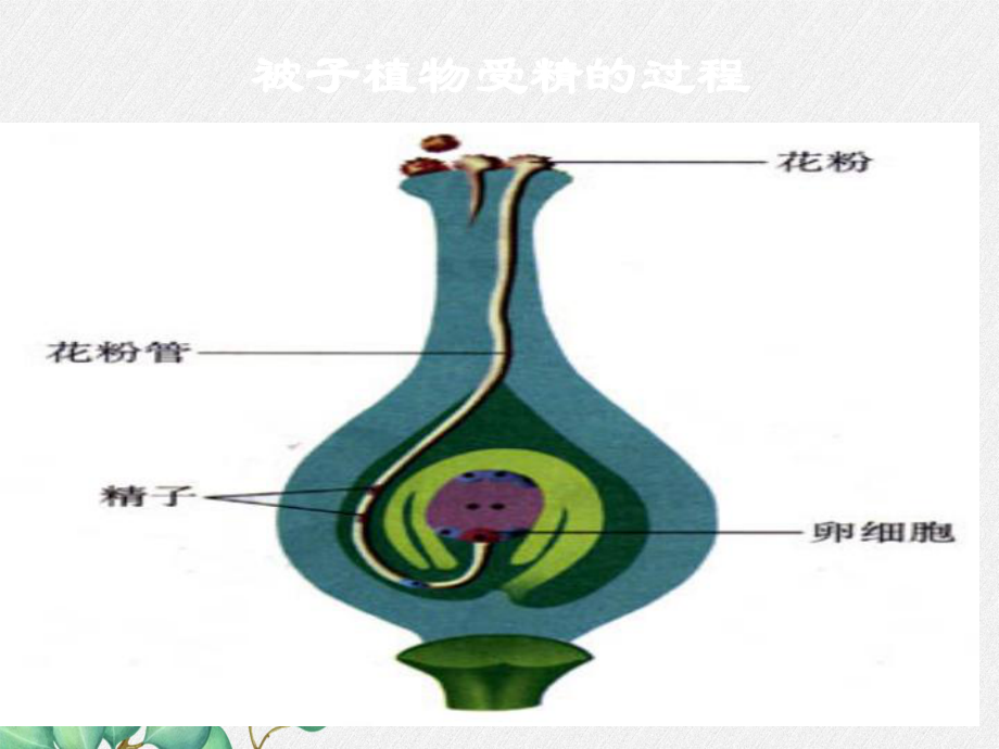 2022年济南初中生物八上《婴儿的诞生》公开课课件3.ppt_第1页