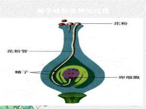 2022年济南初中生物八上《婴儿的诞生》公开课课件3.ppt