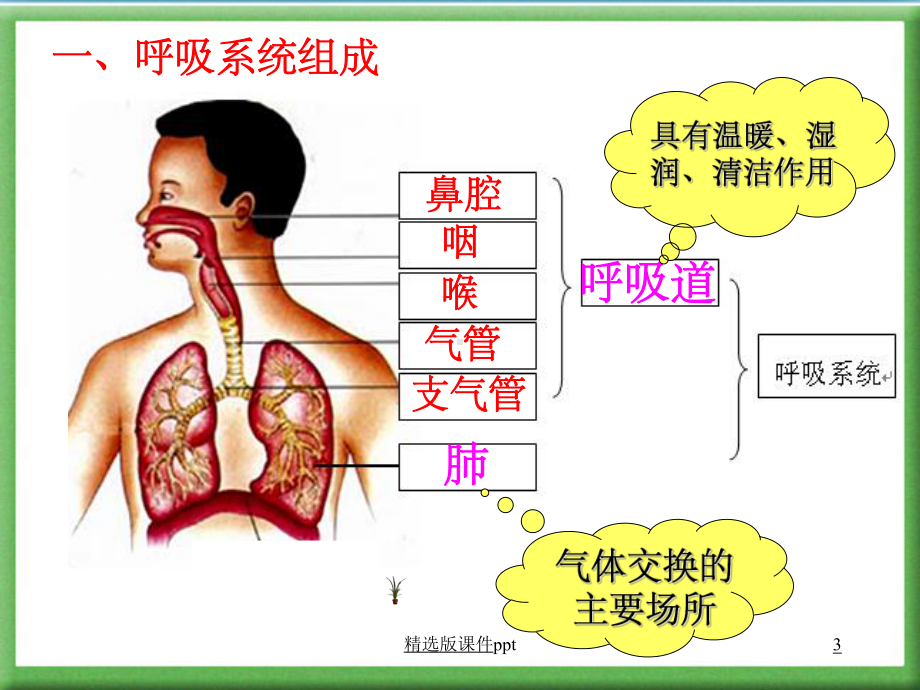 《人体的呼吸》复习用课件-.ppt_第3页