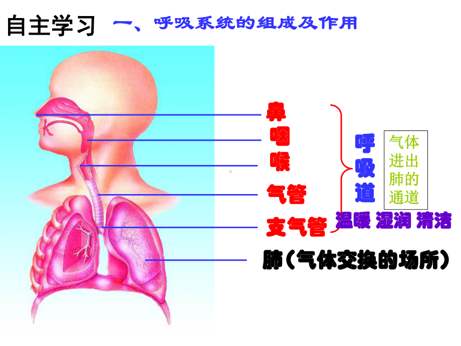 《人体的呼吸》章节复习课件.ppt_第3页