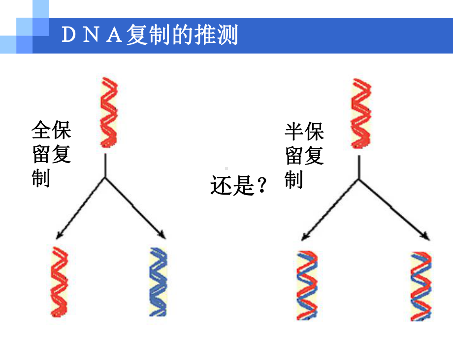 DNA的复制优秀课件.ppt_第3页