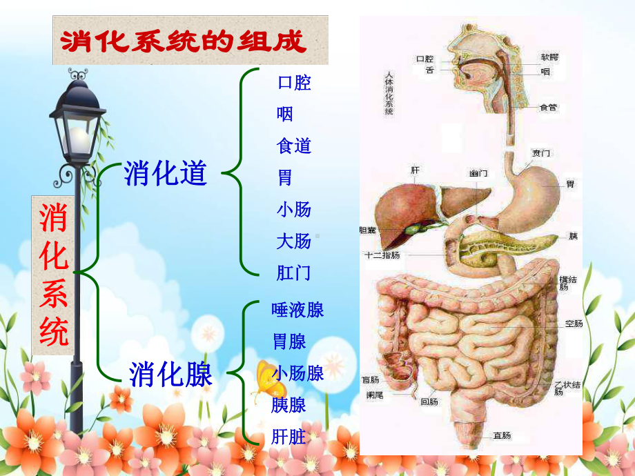 2022年冀教初中生物七下《食物的消化》公开课课件2.ppt_第2页