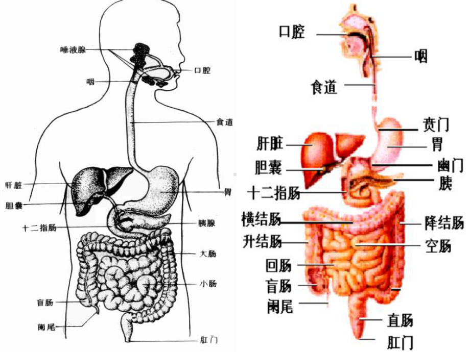 2022年冀教初中生物七下《食物的消化》公开课课件2.ppt_第3页