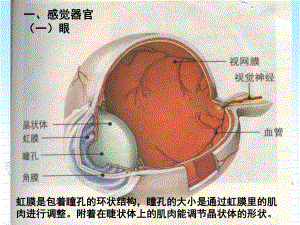 2022年北师大初中生物七年级下册《感受器和感觉器官》公开课课件6.ppt