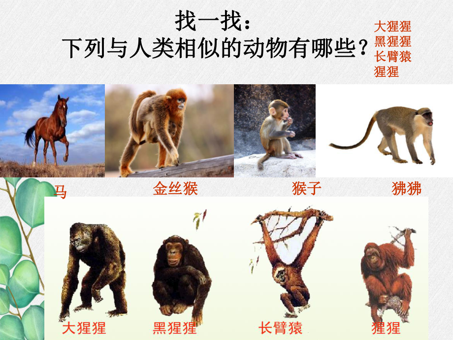 2022年北师大初中生物八年级下册《人类的起源与进化》公开课课件.ppt_第2页