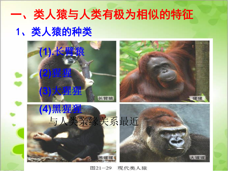 2022年北师大初中生物八年级下册《人类的起源与进化》公开课课件.ppt_第3页