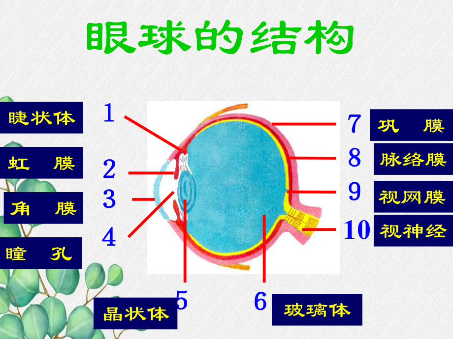 《人体对周围世界的感知》课件-(公开课获奖)2022年济南版-2.ppt_第3页