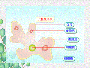 2022年北师大初中生物七年级上册《细胞是生命活动的单位》公开课课件6.ppt