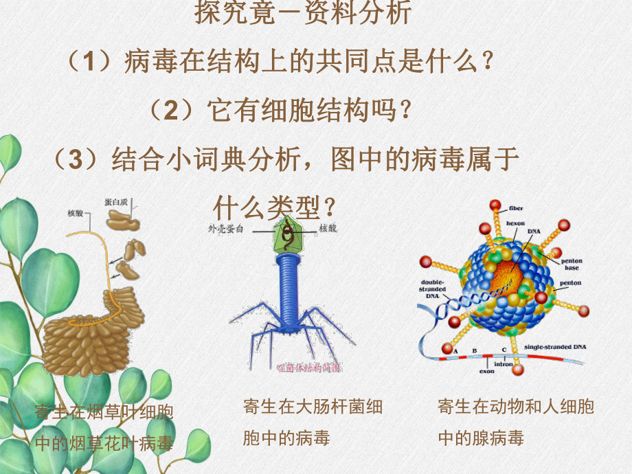 2022年冀教初中生物八上《病毒》公开课课件5.ppt_第2页