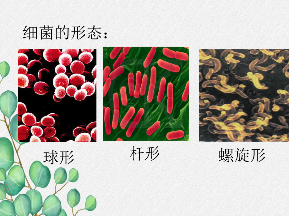 2022年冀教初中生物八上《细菌》公开课课件2.ppt_第1页