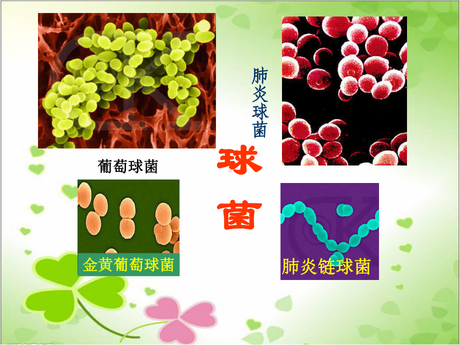 2022年冀教初中生物八上《细菌》公开课课件2.ppt_第2页