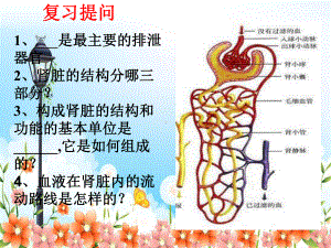 2022年济南初中生物七下《尿液的形成和排出》公开课课件2.ppt