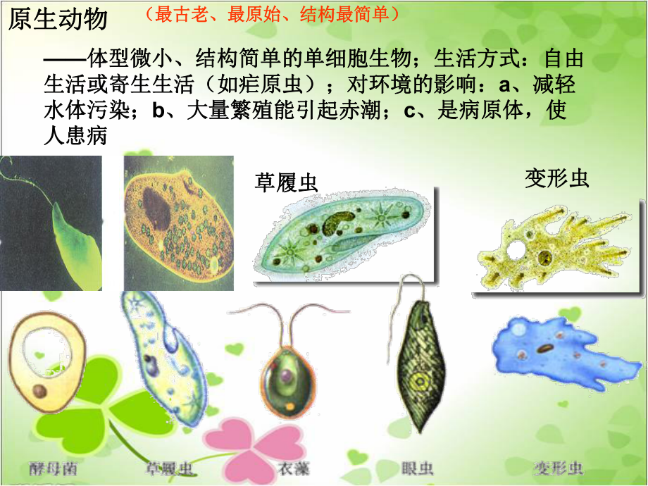 2022年北师大初中生物八年级下册《动物的主要类群》公开课课件8.ppt_第3页