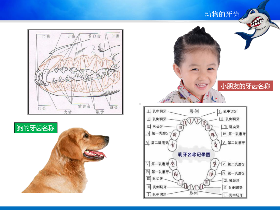 《动物的牙齿》课件.ppt_第2页