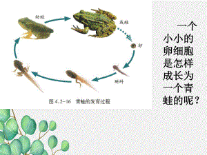 2022年济南初中生物七上《细胞的分裂与分化》公开课课件2.ppt