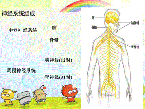 2022年北师大初中生物七年级下册《神经系统与神经调节》公开课课件5.ppt