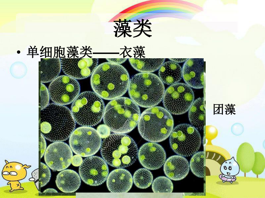 2022年北师大初中生物八年级下册《原生生物的主要类群》公开课课件6.ppt_第2页