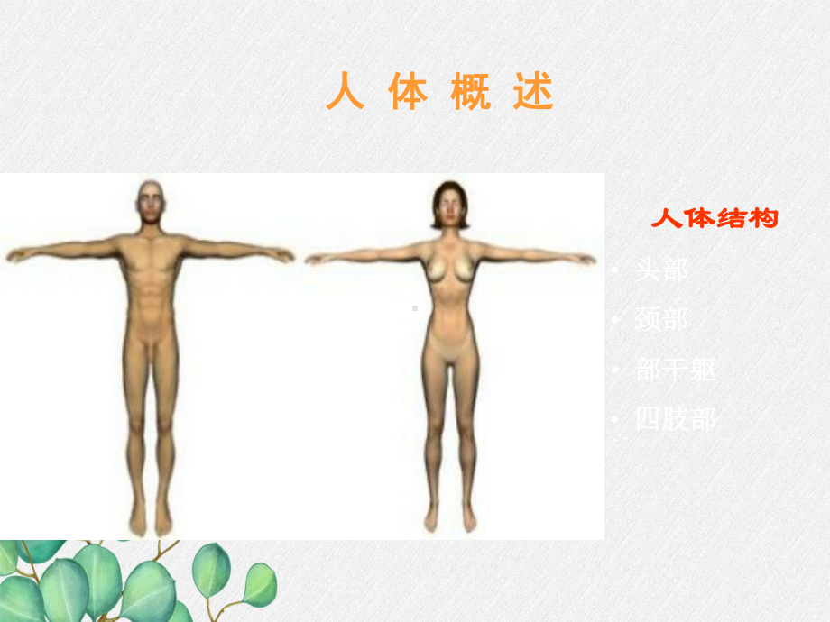 《人体概述》课件-(优秀课获奖)2022年苏教版-5.ppt_第3页