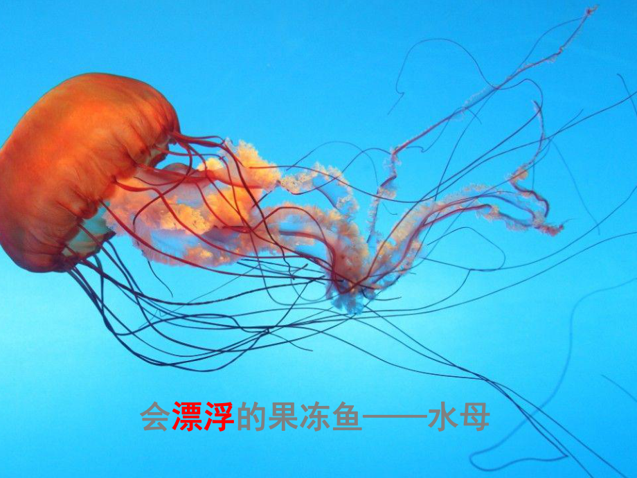 2022年北师大初中生物八年级上册《动物运动的方式》公开课课件3.ppt_第3页