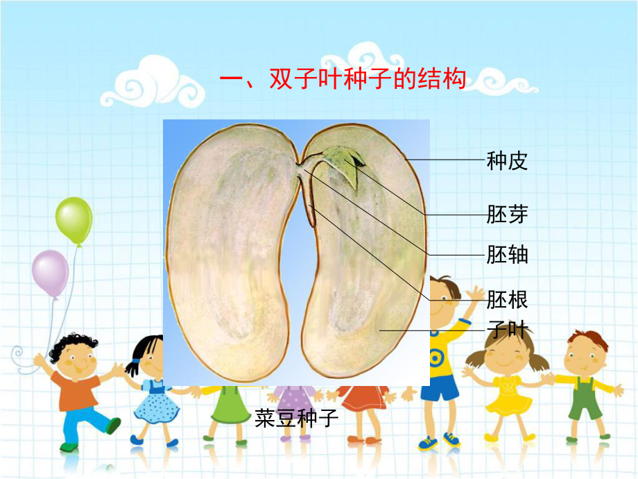 2022年冀教初中生物八上《种子萌发的过程》公开课课件.ppt_第3页