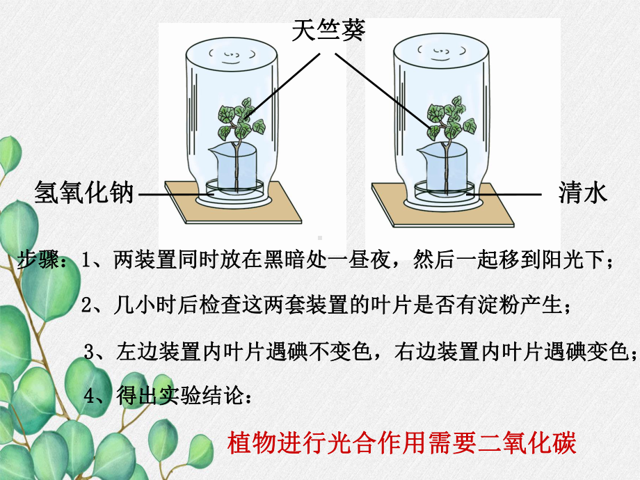 2022年冀教初中生物八上《光合作用的原料》公开课课件5.ppt_第3页