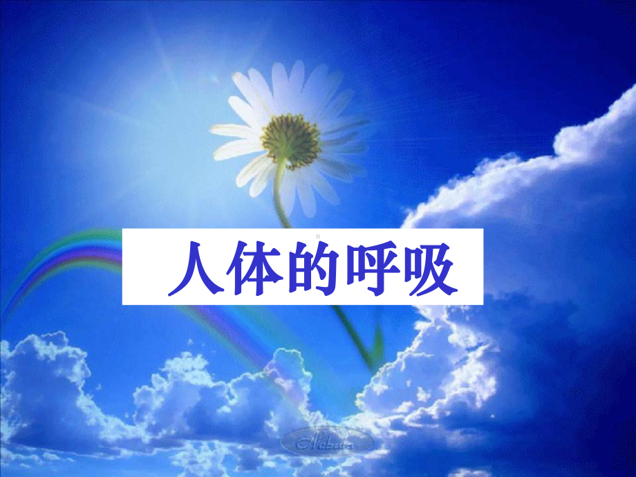 《人体的呼吸》复习用精课件.ppt_第1页