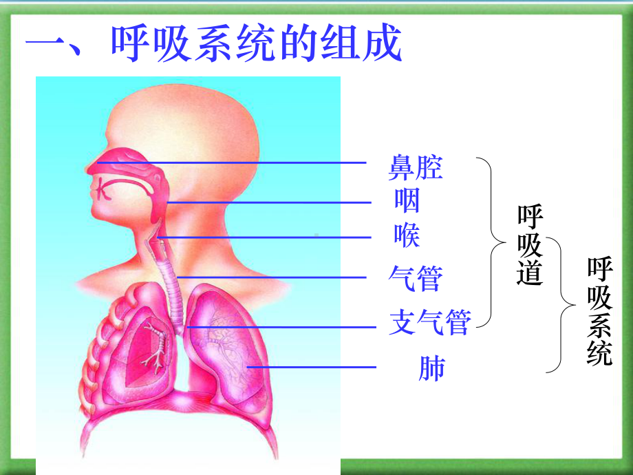 《人体的呼吸》复习用精课件.ppt_第3页