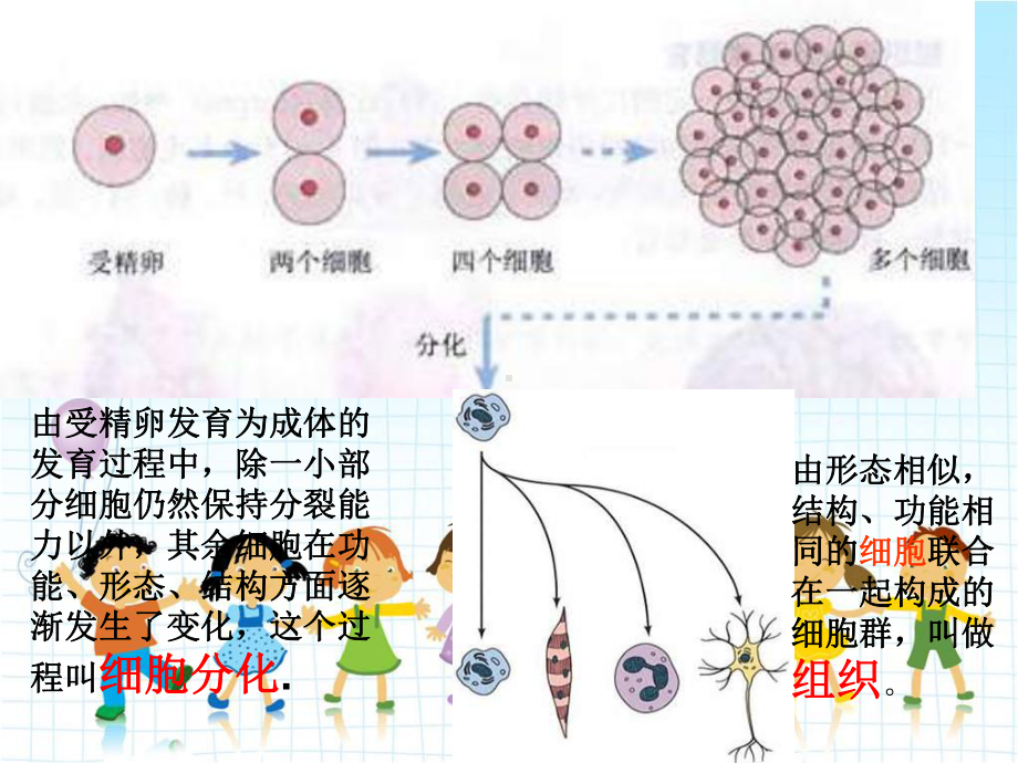 2022年冀教初中生物七上《多细胞生物体》公开课课件2.ppt_第2页