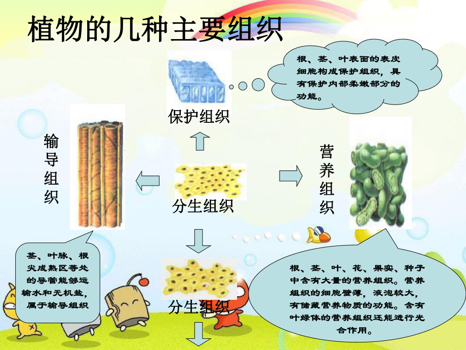 2022年冀教初中生物七上《多细胞生物体》公开课课件2.ppt_第3页