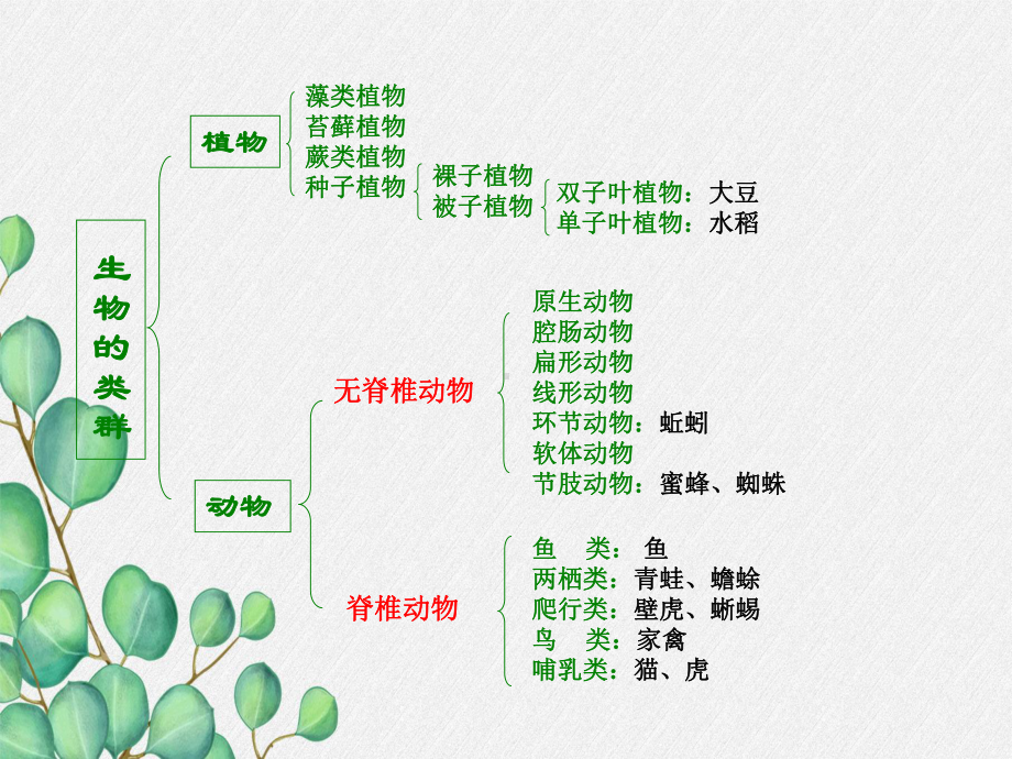 2022年冀教初中生物七上《练习对生物进行鉴别》公开课课件.ppt_第3页