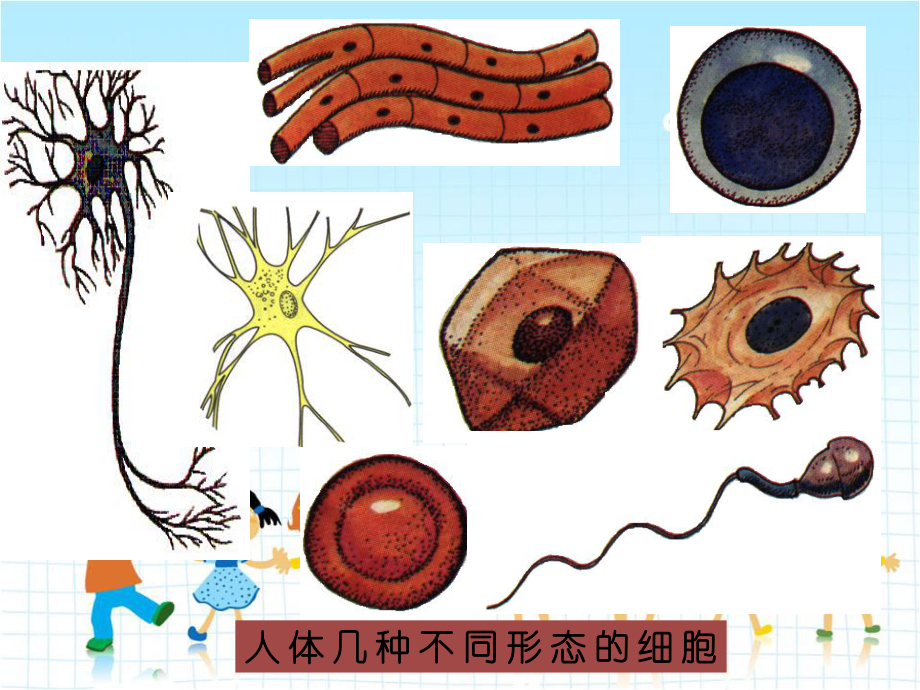 2022年北师大初中生物七年级上册《细胞的基本结构和功能》公开课课件6.ppt_第2页